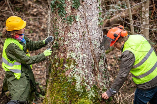 Best Storm Damage Tree Cleanup  in East Harwich, MA